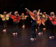 20 Huch_also_doch_ein_Schmetterling - FAC KC3- Foto: Knopp